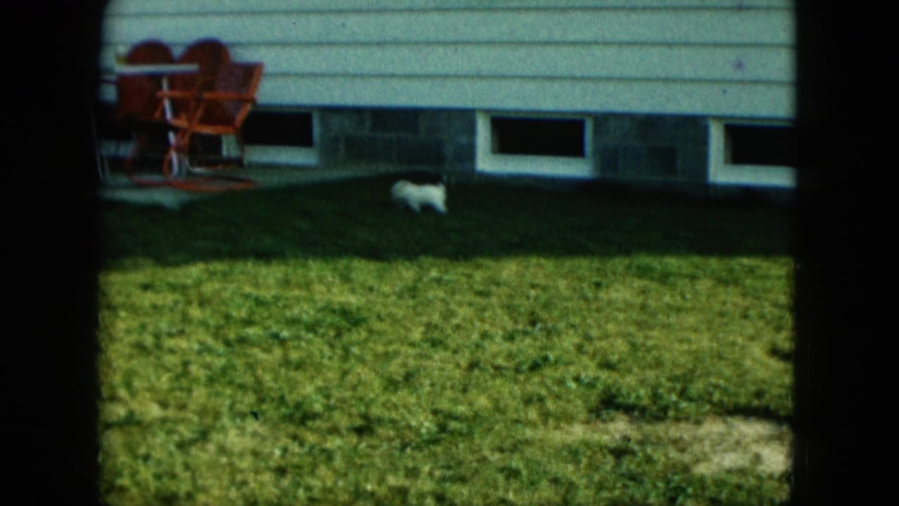 Small white puppy on a lawn beside a house with red patio chairs.