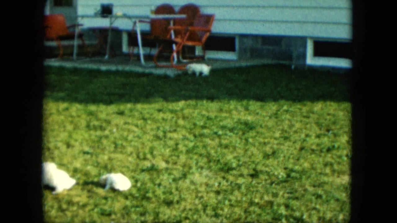 Two small white puppies roam a sunny Saint Paul lawn near red chairs, a table, and the side of a house in 1963 footage.