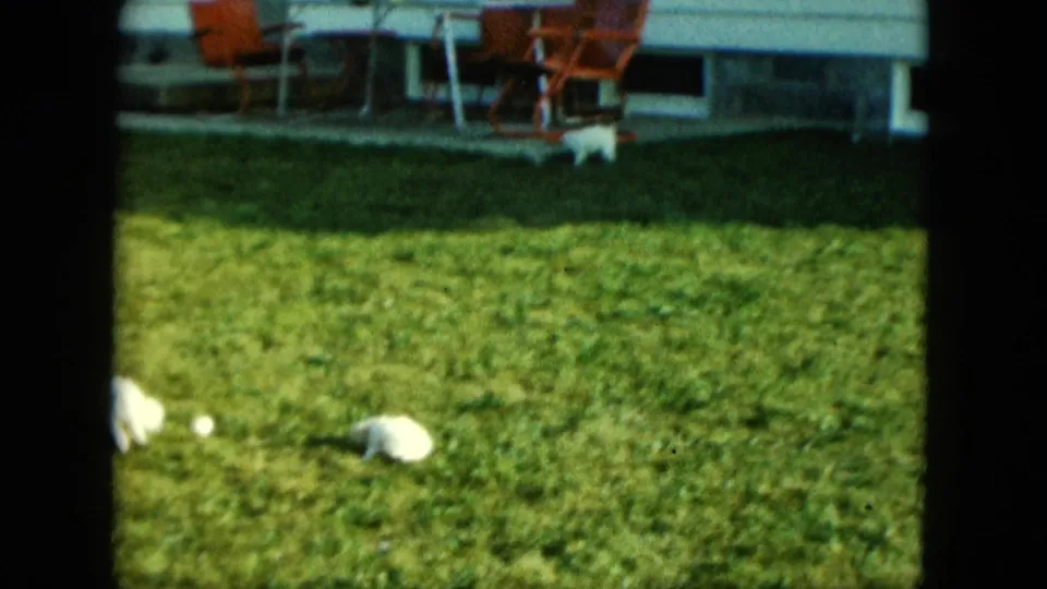 A small white puppy appears near the lower frame edge while another moves near the house and red chairs in the Saint Paul yard.