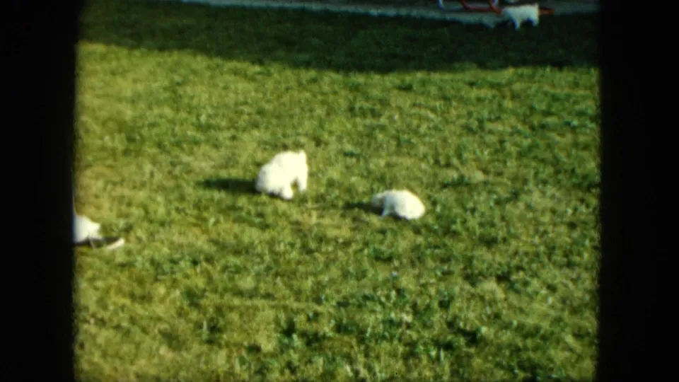 Two small white puppies sit or crouch apart on a sunlit Saint Paul lawn, with the house and patio furniture cropped above.
