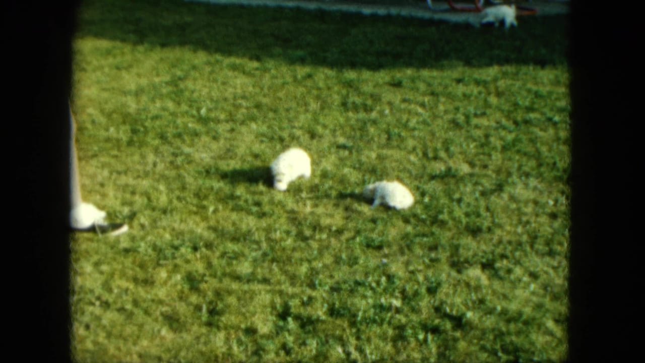 Small white piglets scattered across a green lawn in bright sunlight.