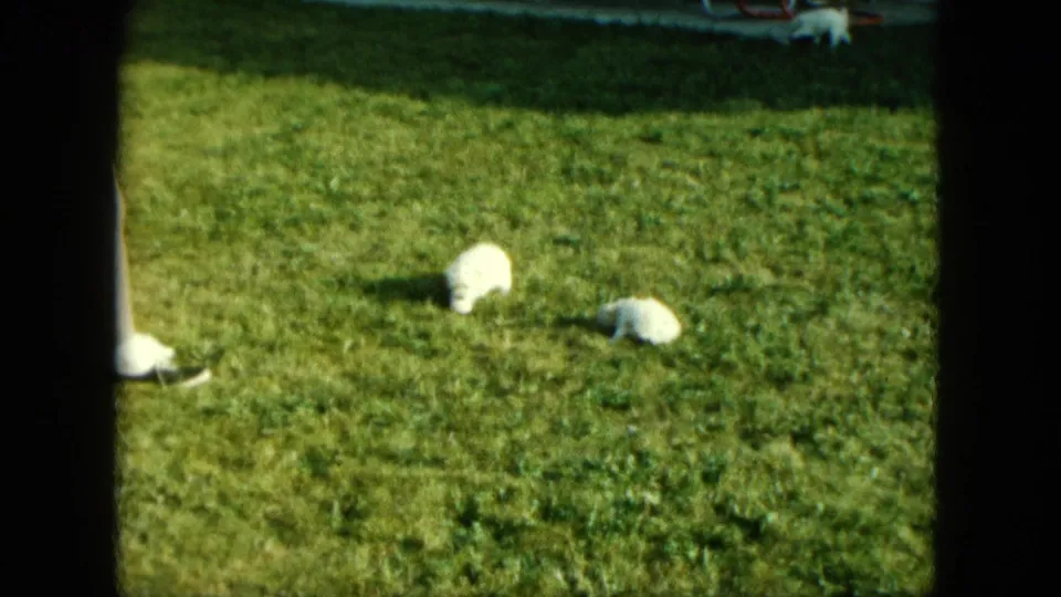 1963 8mm home-movie frame from Saint Paul showing small white piglets on a sunlit grassy lawn.