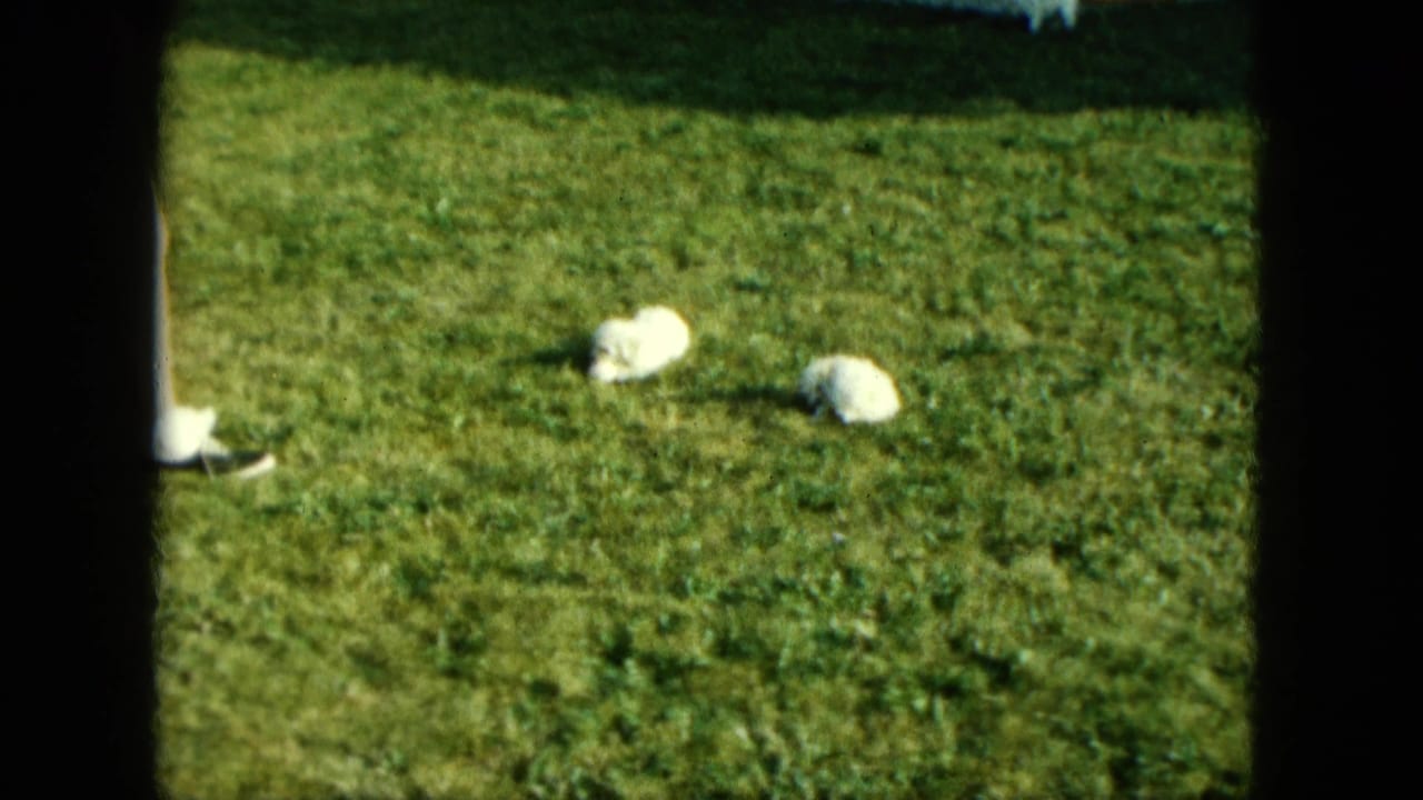Small white piglets are visible on a sunny Saint Paul lawn in this 1963 8mm home-movie frame.