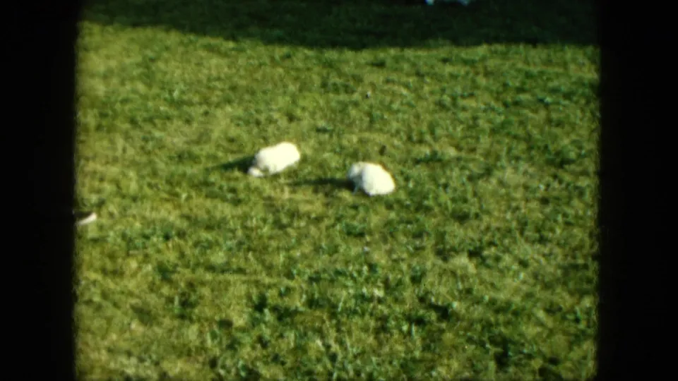 Two small white piglets appear on a grassy lawn in a warm, soft 1963 home-movie frame.