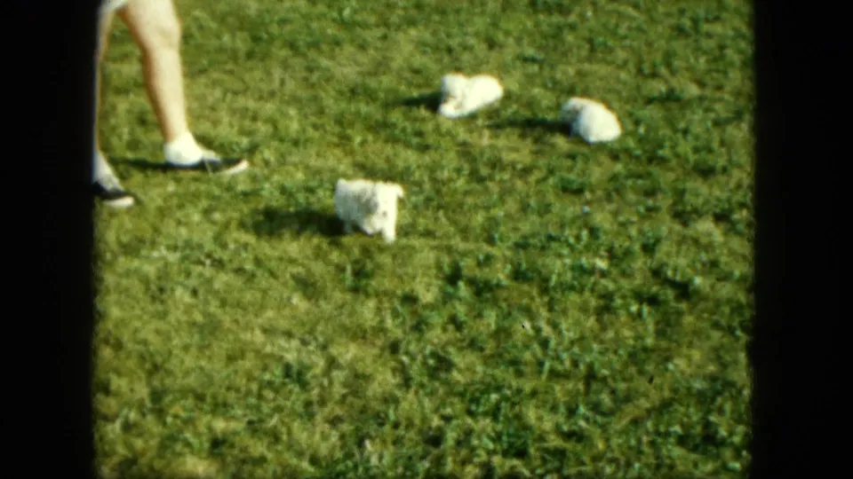 A person’s lower legs and dark shoes enter the Saint Paul lawn scene near small white piglets in this 1963 8mm frame.