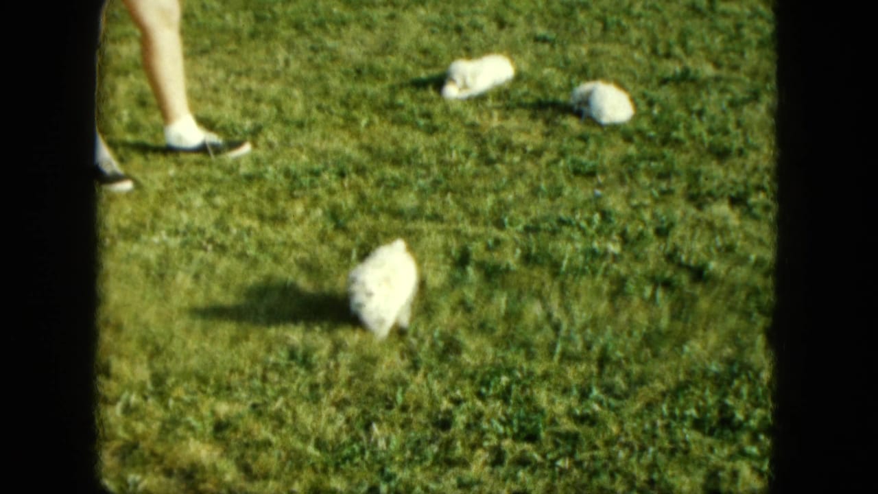 White puppies scattered on grass with a person's legs and shoes at the edge of the frame.