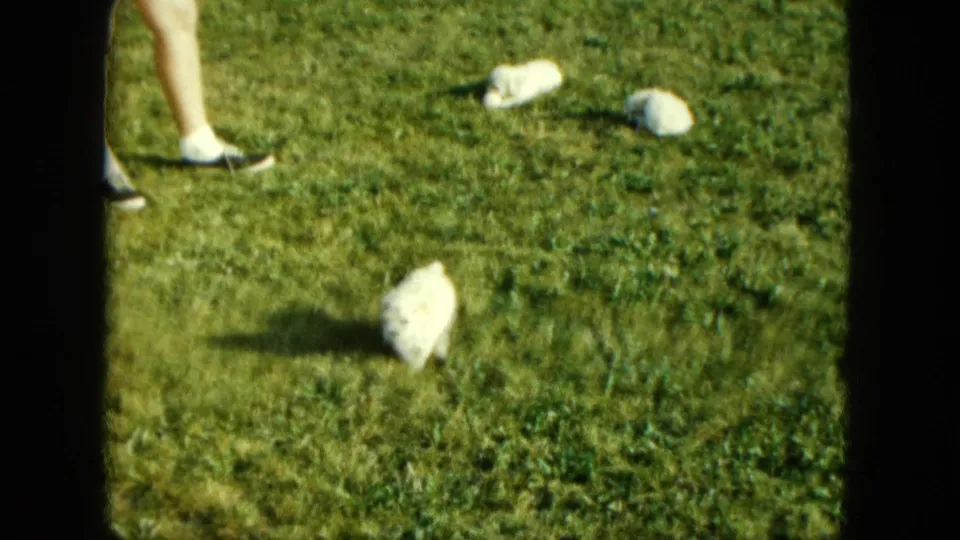1963 Saint Paul home-movie frame showing several small white puppies on a grassy lawn near a standing adult's legs.