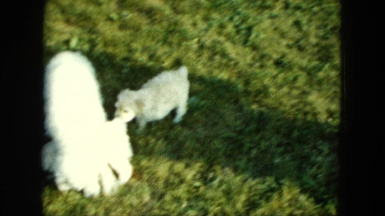 Two white puppies on grass, one bright and soft-focused beside another smaller puppy.