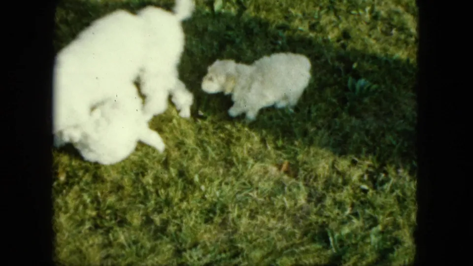 White puppies interact on a lawn in a 1963 Saint Paul home-movie frame with visible grain and shadow.