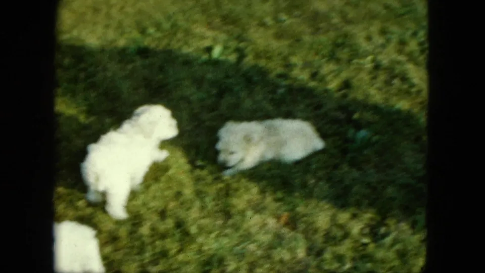 1963 Saint Paul frame showing two white puppies on grass under strong lawn shadows in handheld 8mm footage.
