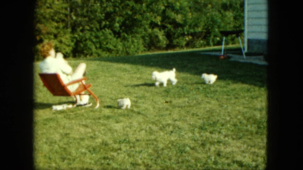 1963 Saint Paul backyard scene with a woman in a red lawn chair watching three small white dogs on the grass.