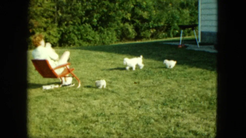 1963 Saint Paul backyard scene with a woman in a red lawn chair watching three small white dogs on the grass.