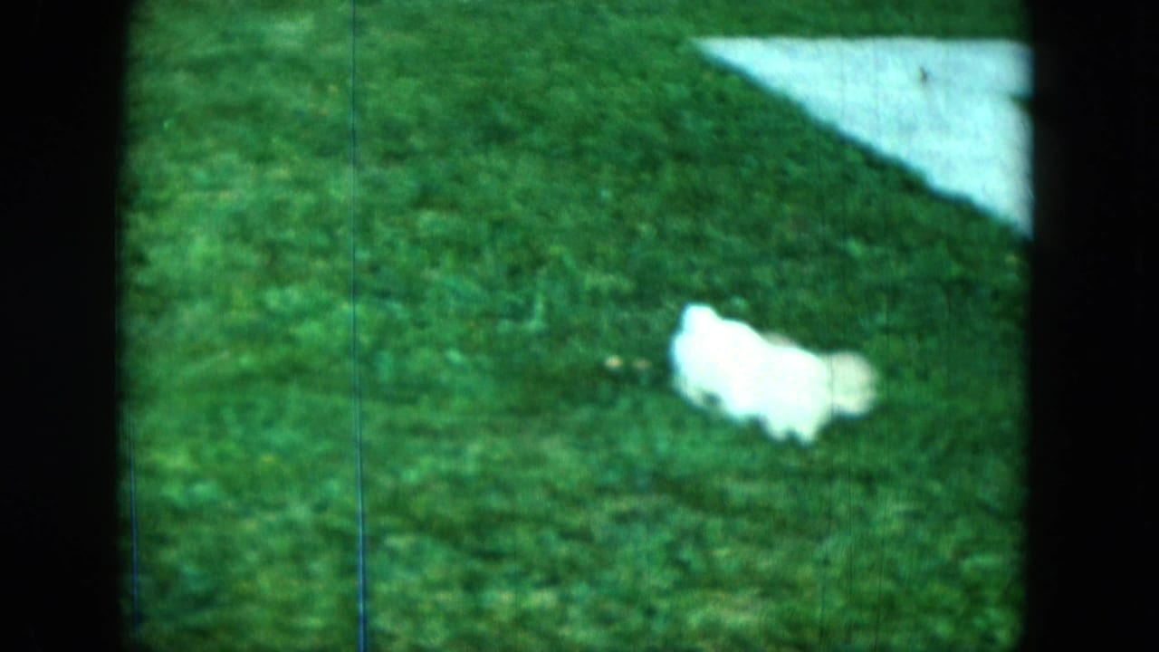 Small white puppy on green grass near a pale walkway, framed by dark 8mm borders.