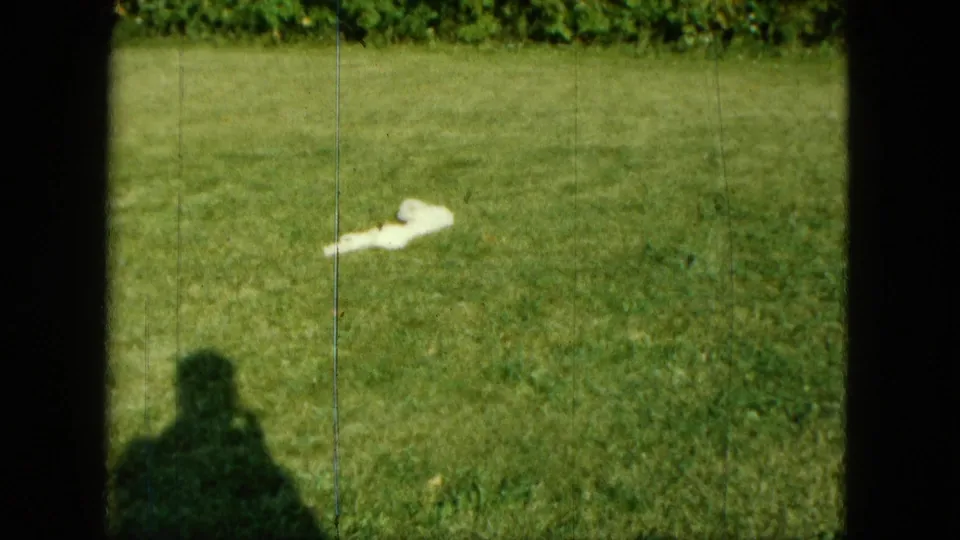 A low, slightly distant view shows the white puppy on the grass, the camera operator's shadow at lower left, and a hedge or shrub line behind.