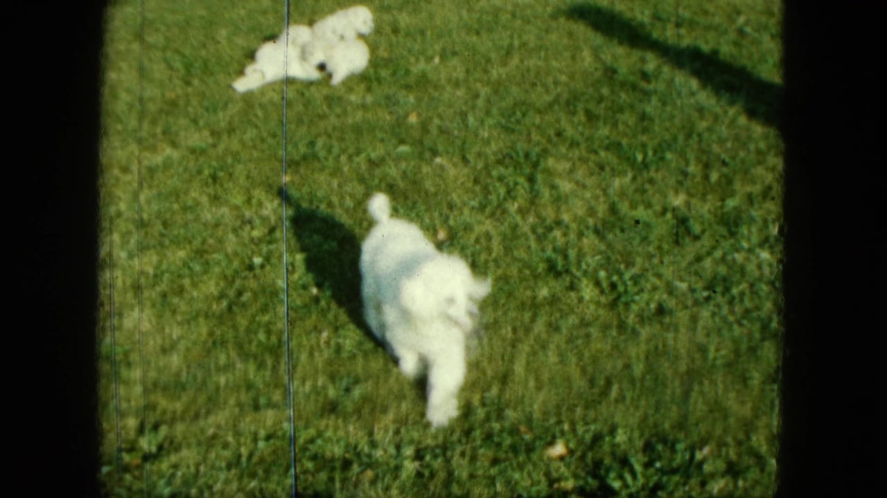 Small white puppies on a sunlit green lawn with the filmmaker's shadow at left.