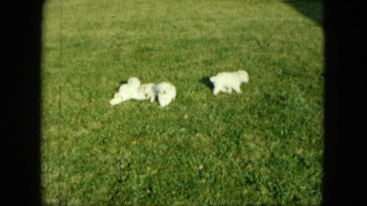 1963 Saint Paul home-movie frame with small white puppies resting and exploring on a sunlit grassy lawn.