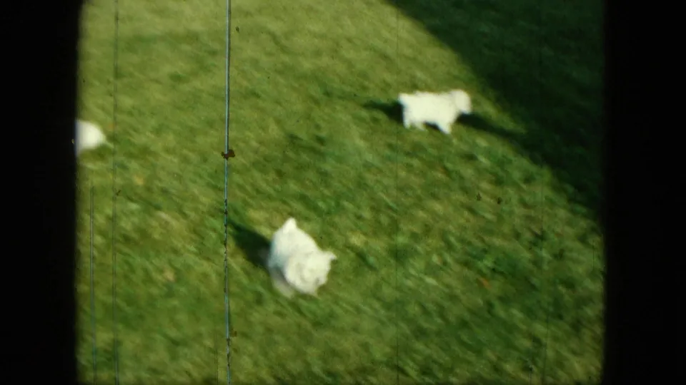 1963 Saint Paul 8mm frame showing two small white puppies separated on a grassy yard with strong sun shadows.