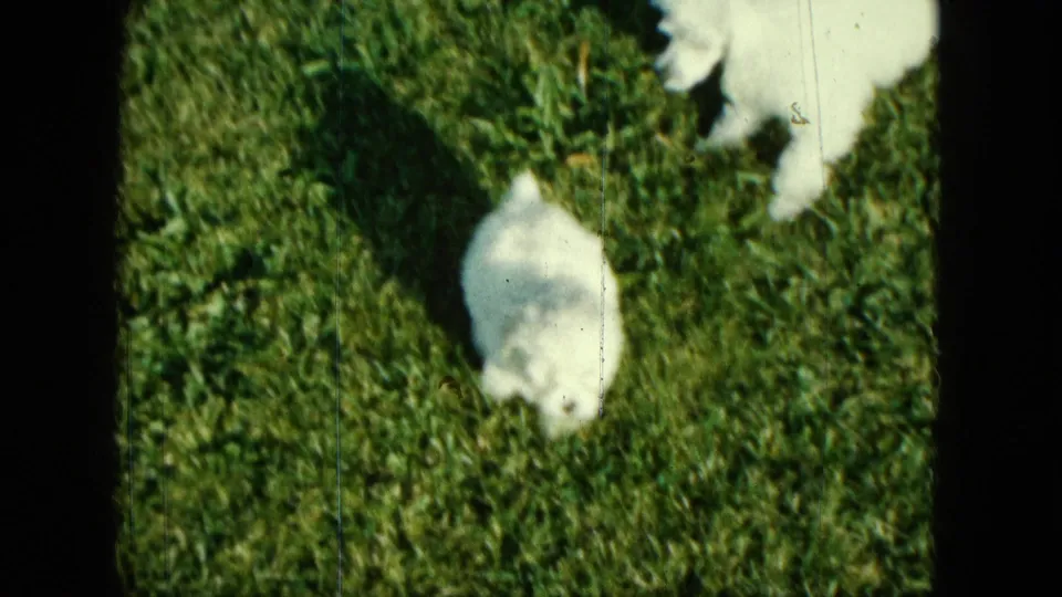 Close 1963 Saint Paul home-movie frame of white puppies on grass, partly framed by a visible human shadow.