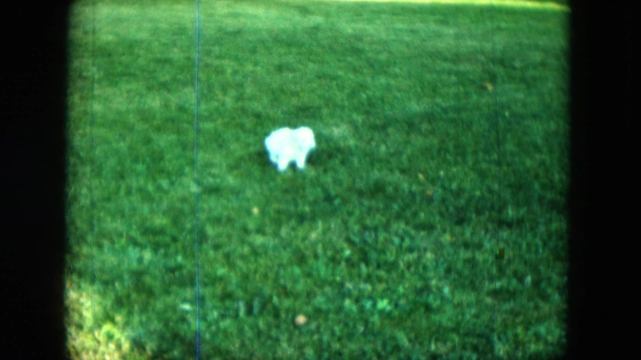 1963 Saint Paul home-movie frame with a small white puppy centered on a green lawn, softened by 8mm blur and grain.