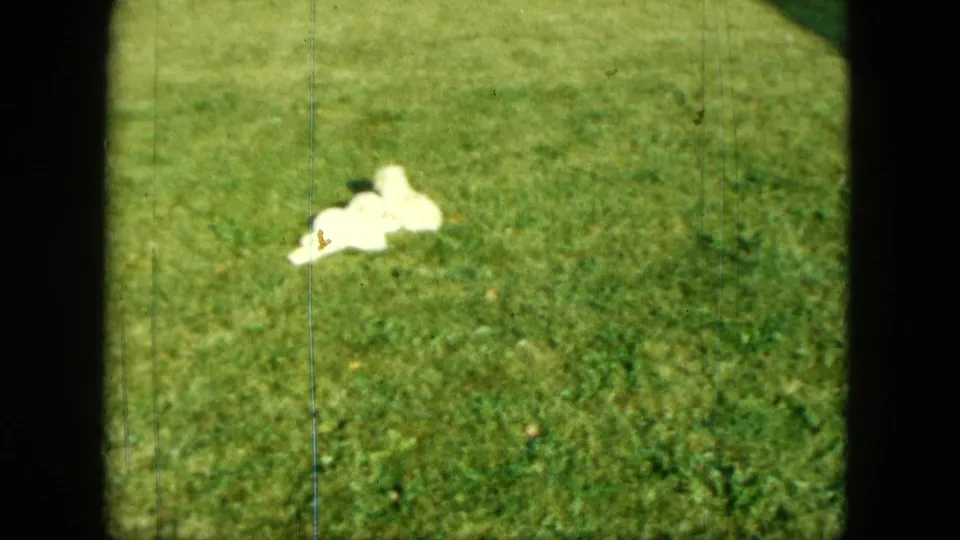 1963 Saint Paul 8mm frame showing the white puppy lying or crouching on a green lawn with visible grain and slight overexposure.