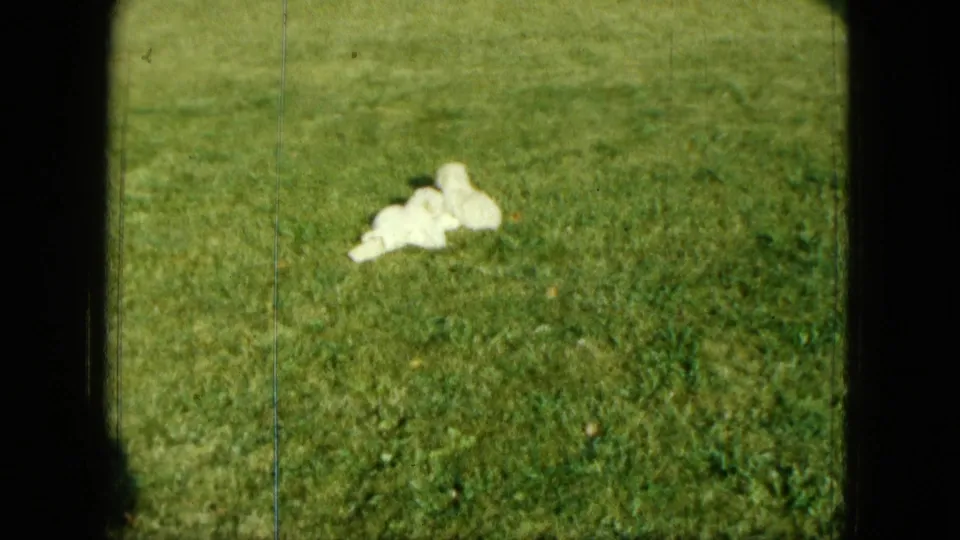 1963 Saint Paul home-movie frame of a small white puppy resting on a green lawn, with 8mm color, grain, and soft focus.