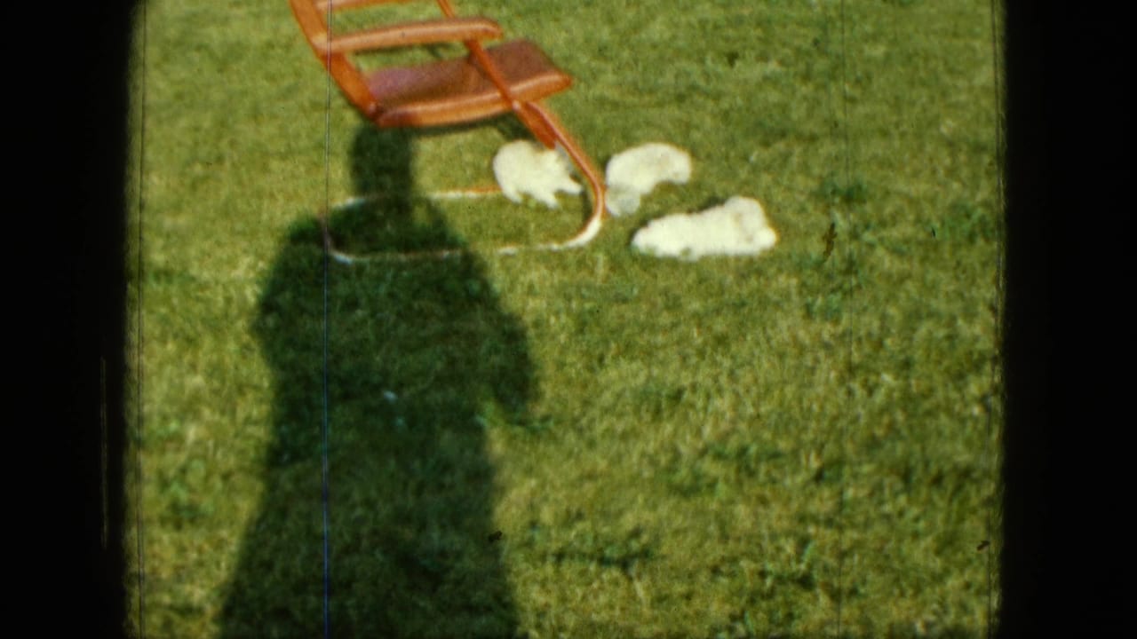 1963 Saint Paul home-movie frame showing white puppies on a sunlit lawn near a red chair and the filmmaker's shadow.