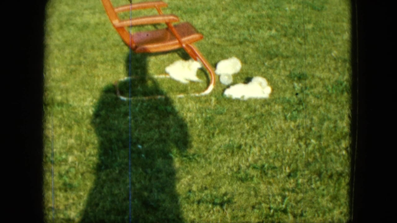 1963 Saint Paul 8mm frame with white puppies clustered near a red lawn chair in bright daylight.