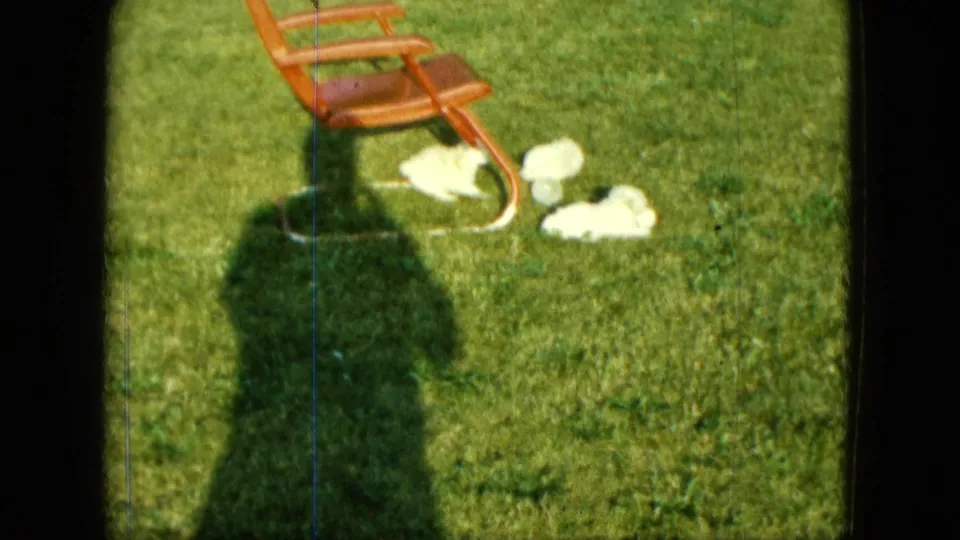 1963 Saint Paul 8mm frame with white puppies clustered near a red lawn chair in bright daylight.