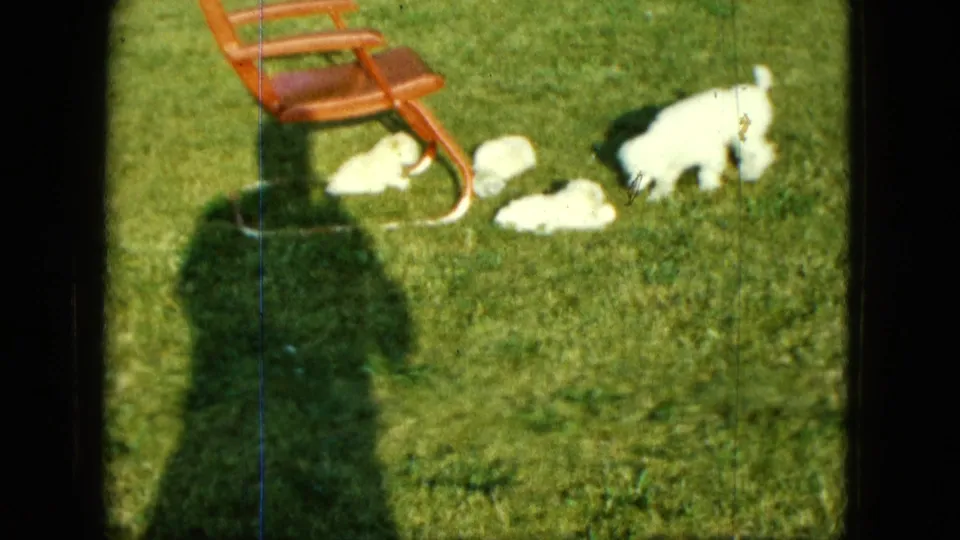White puppies play and explore near a red outdoor chair in 1963 Saint Paul home-movie footage.