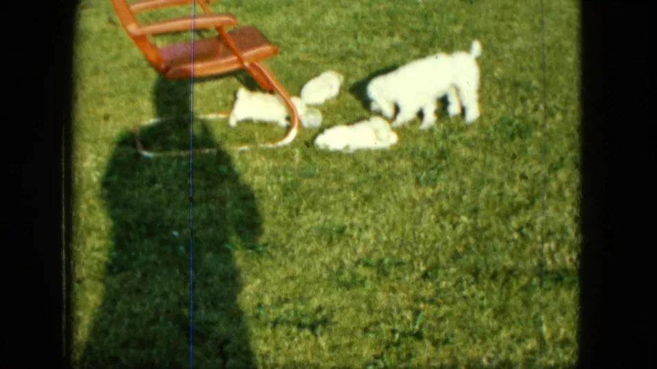 1963 Saint Paul frame of white puppies moving around a red chair on a bright grassy lawn.