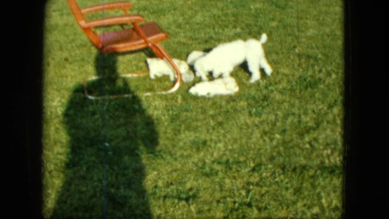 White poodle and puppies near a wooden lawn chair on a sunlit grassy yard.