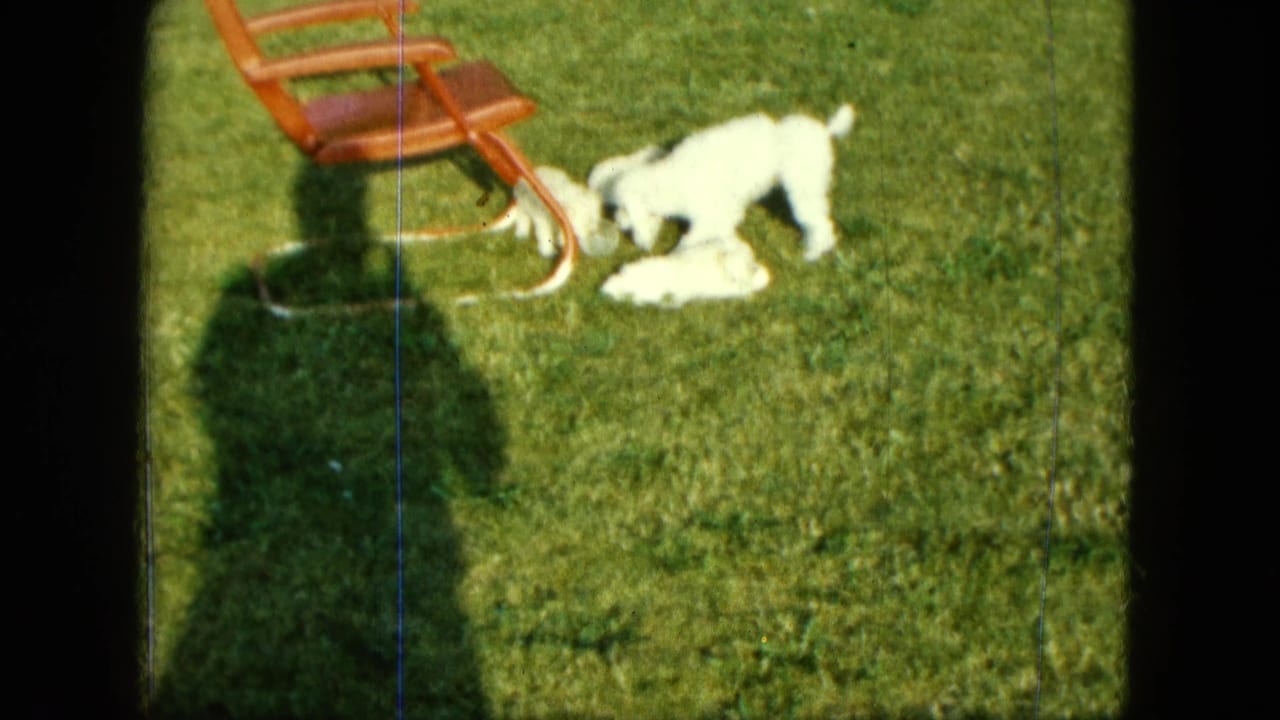 Adult white poodle and small white puppies play near a wooden lawn chair in a 1963 Saint Paul backyard scene.