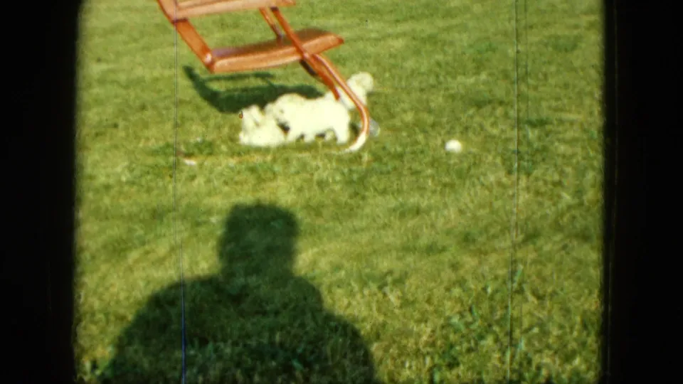 Small white puppy explores beneath a wooden lawn chair in the Saint Paul backyard home-movie footage.