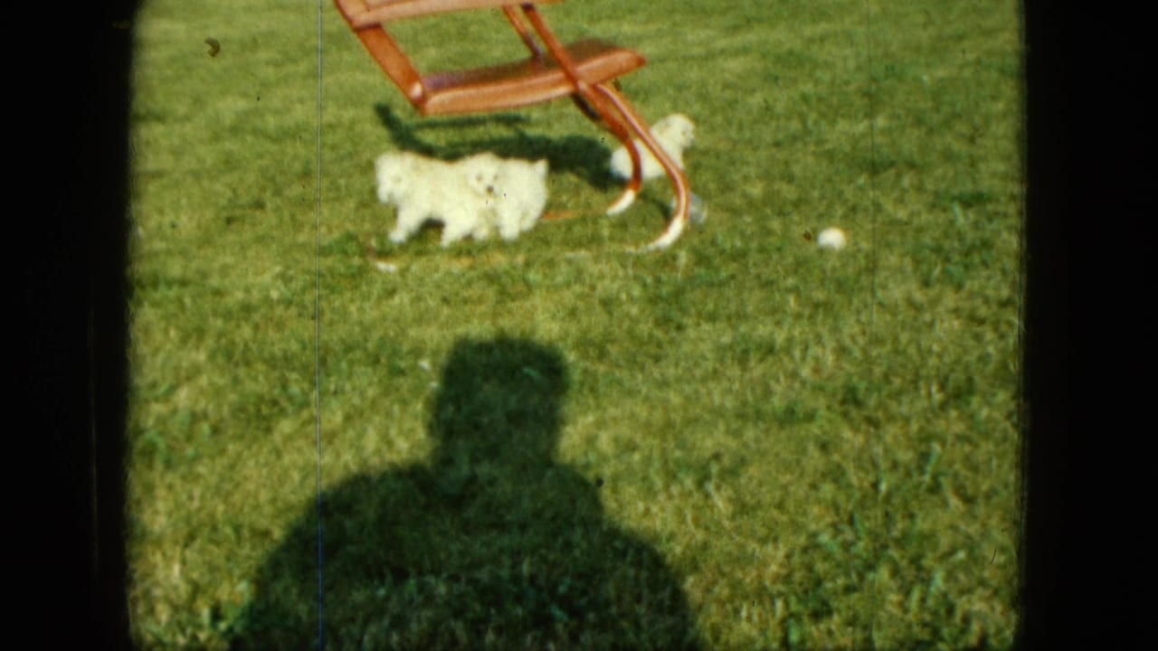 White puppy on green grass near a wooden lawn chair with the filmmaker's shadow in the foreground.