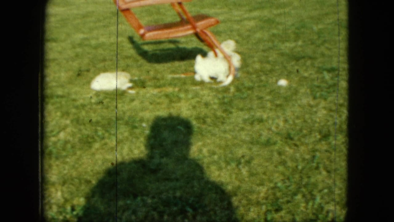 1963 Saint Paul backyard frame with two small white puppies near a wooden lawn chair, seen through grainy 8mm home-movie footage.
