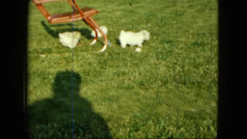 1963 Saint Paul 8mm frame showing two white puppies on a sunny backyard lawn near a wooden chair, with soft focus and film grain.