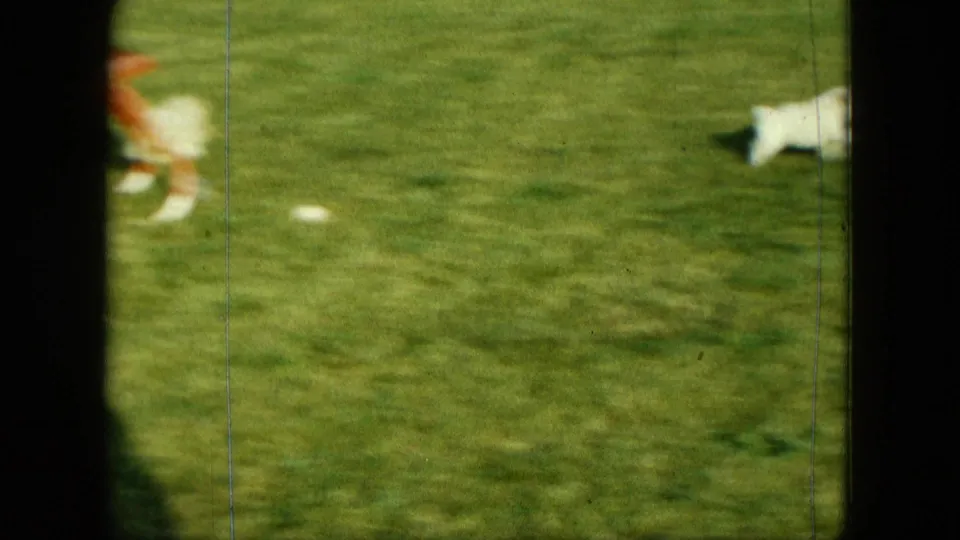 End frame from 1963 Saint Paul backyard footage, with a white puppy partly exiting the frame across a green lawn near a wooden chair.