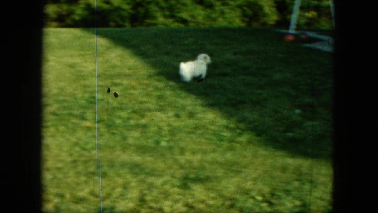 Small white puppy running across a green backyard lawn.
