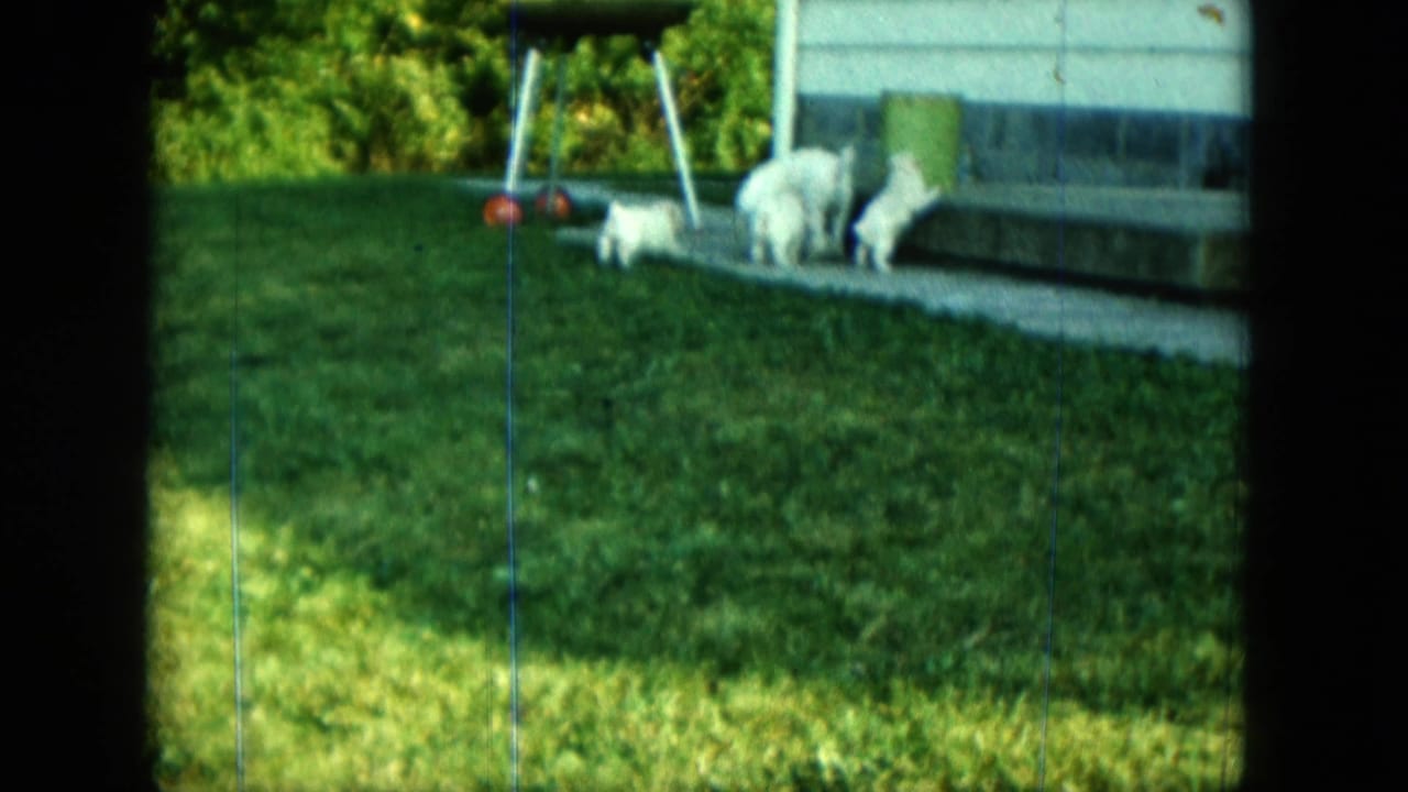 White puppy and small white animals near a concrete walk, porch steps, grill, and trash can in Saint Paul.
