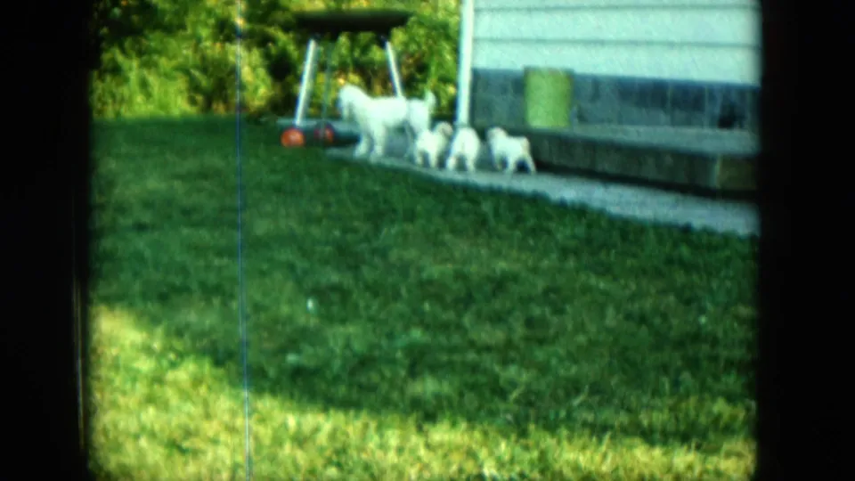 Several small white animals cluster by the walkway beside a house in 1963 Saint Paul backyard footage.