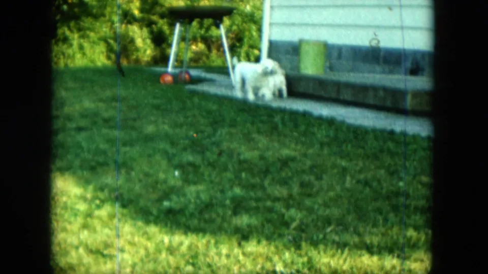 White puppy stands near the concrete walk, porch steps, grill, and green trash can in a Saint Paul backyard.