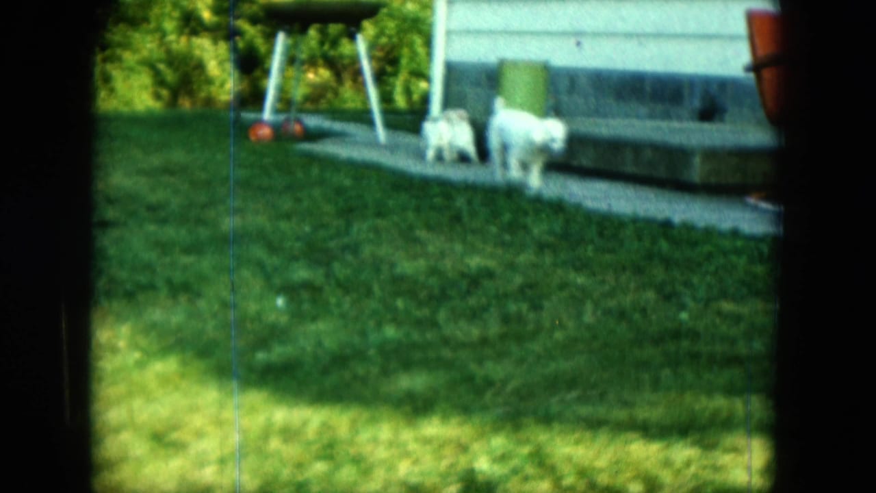 Two small white puppies near house steps and a barbecue grill in a grassy yard.