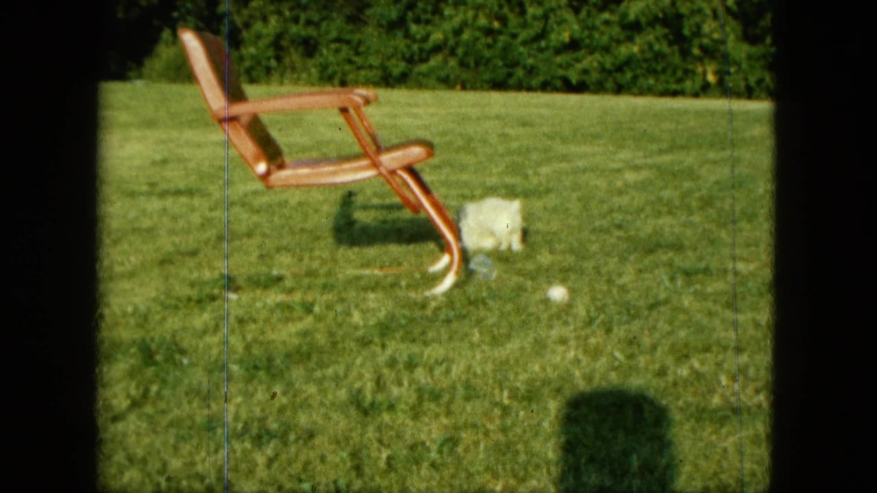 A white puppy stands in grass near a wooden lawn chair and small white ball.