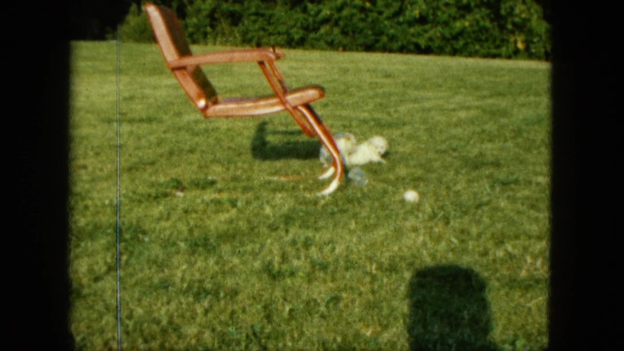 Small white dogs near a wooden lawn chair on green grass with a ball nearby.