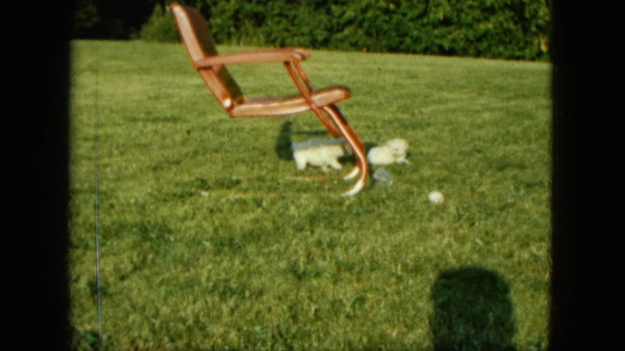 A small white dog runs under a wooden lawn chair across a grassy area.