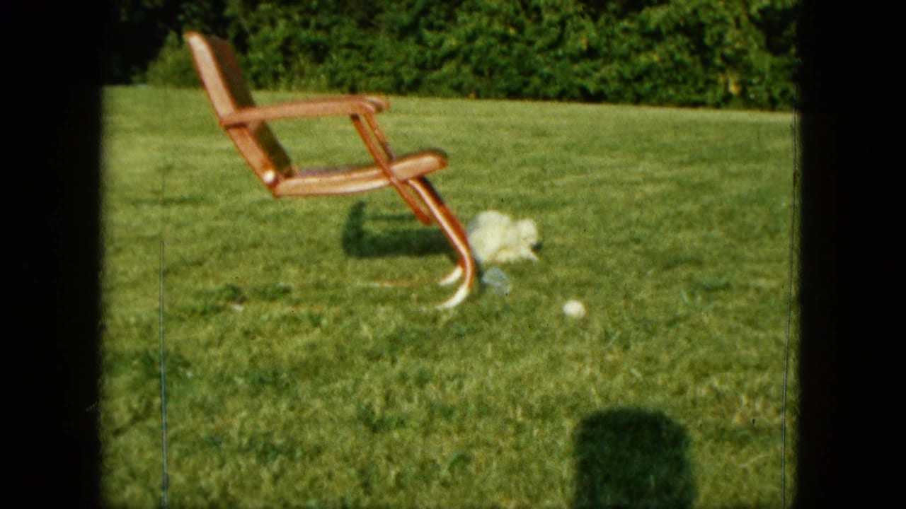 Two small white puppies near a ball on a sunny lawn beside a wooden chair.