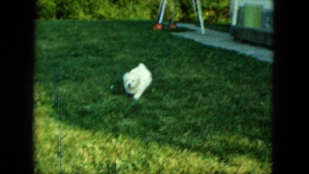 1963 Saint Paul home-movie frame of a small white puppy moving across a shaded green lawn near a house edge.