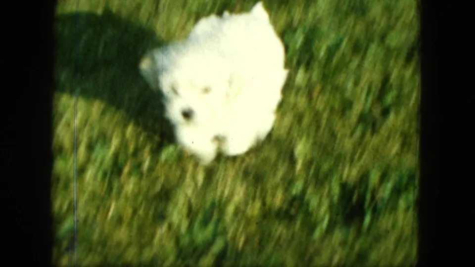 Close 1963 Saint Paul 8mm frame of a white puppy moving toward the camera through green grass, softened by motion blur.
