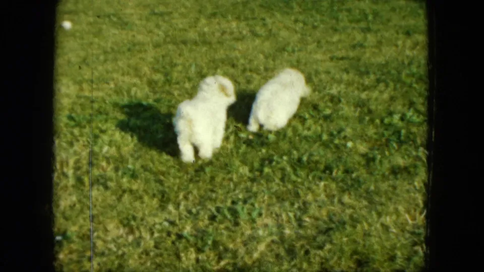 1963 Saint Paul home-movie frame showing two small white puppies together on a sunlit lawn.