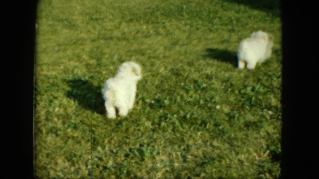 Two small white puppies on a sunny green lawn, with dark 8mm frame edges visible.